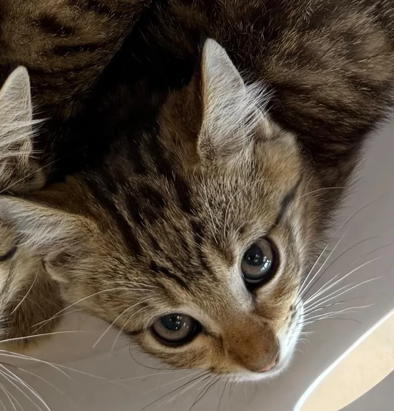 A baby small-sized male Domestic Short Hair cat named Noodles for adoption in Belton, TX