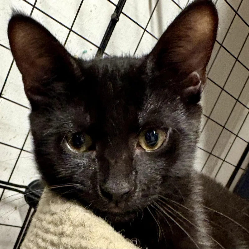 A baby medium-sized male Black Domestic Short Hair cat named Oscar L for adoption in New York, NY