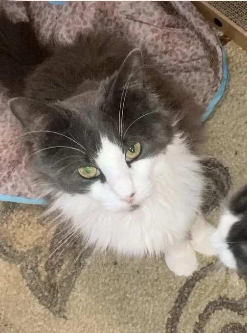 A young medium-sized male Domestic Medium Hair cat named Brando & Madison for adoption in Bronx, NY