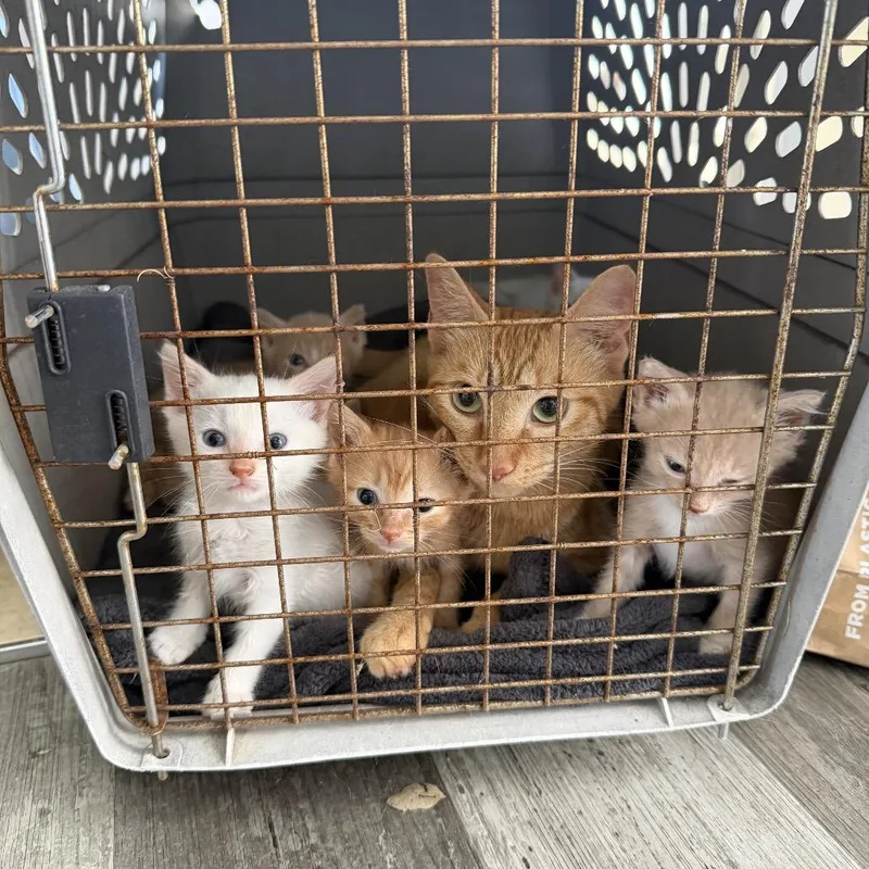 A baby medium-sized female Tabby (Orange / Red) Domestic Short Hair cat named Cara Cara for adoption in Chattanooga, TN