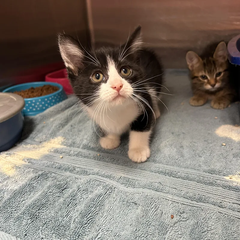 A baby medium-sized female Black & White / Tuxedo Tuxedo cat named Gerber of for adoption in La Grange Park, IL