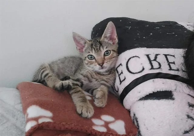 A baby small-sized male Domestic Short Hair cat named Archer for adoption in Charlotte, NC