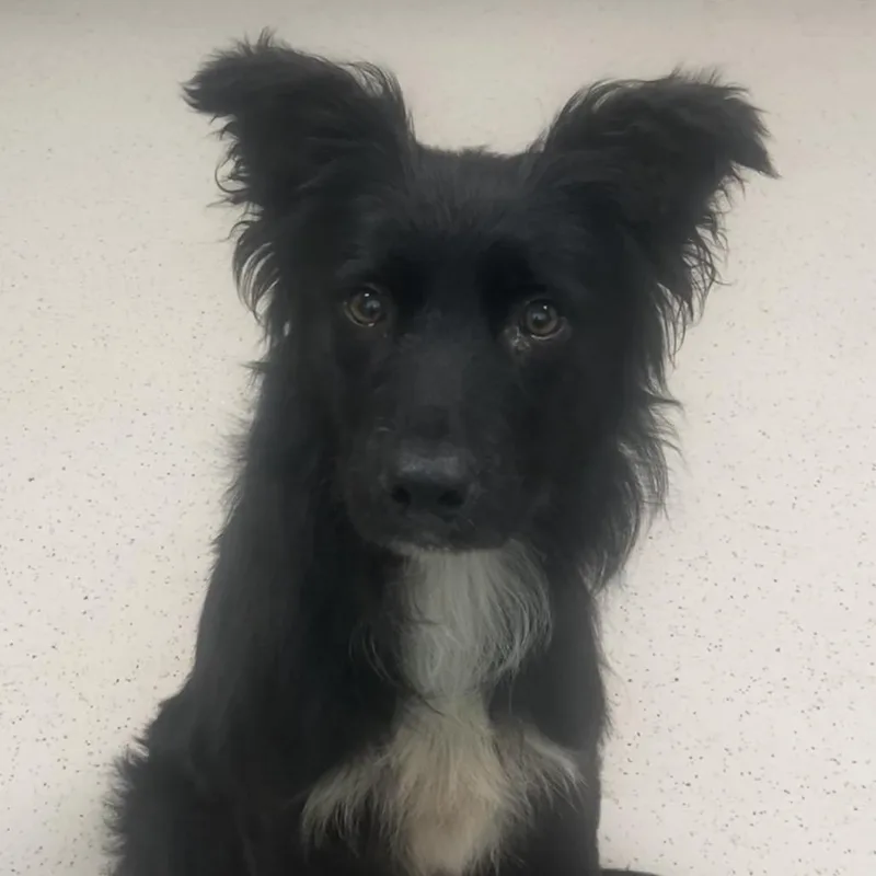 A young medium-sized male Black Mixed Breed dog named Scout for adoption in Auburn, NH