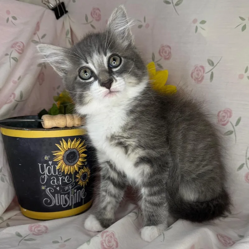 A baby small-sized male Gray / Blue / Silver Siberian cat named Yarn for adoption in Mount Vernon, IL