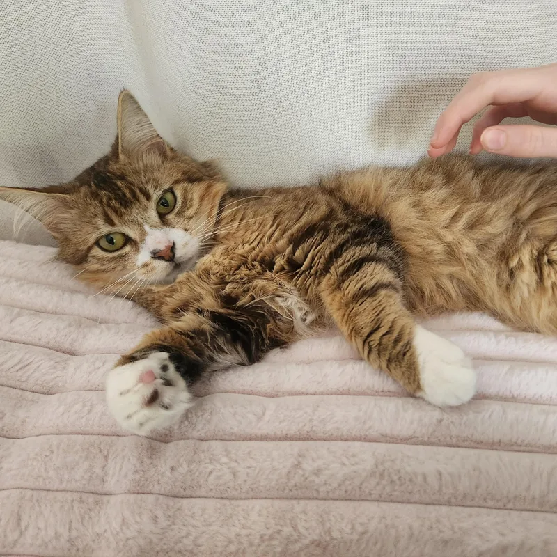 Bobby Biscuit thumbnail 2