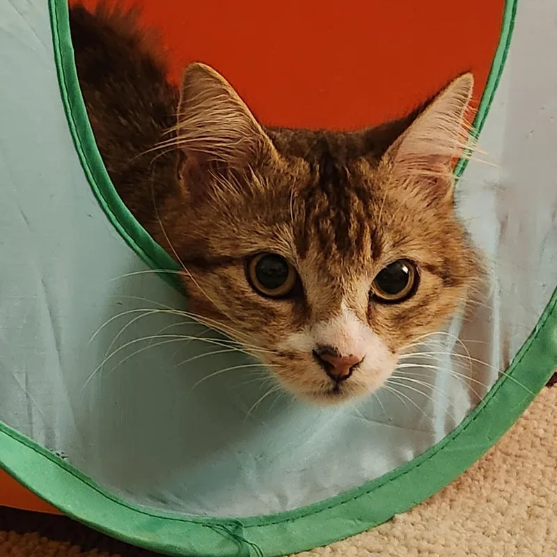 Bobby Biscuit thumbnail 3