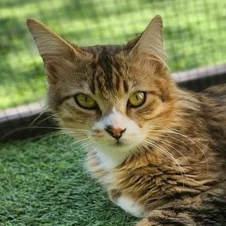 An adult medium-sized male Maine Coon cat named Bobby Biscuit for adoption in Woodland Hills, CA