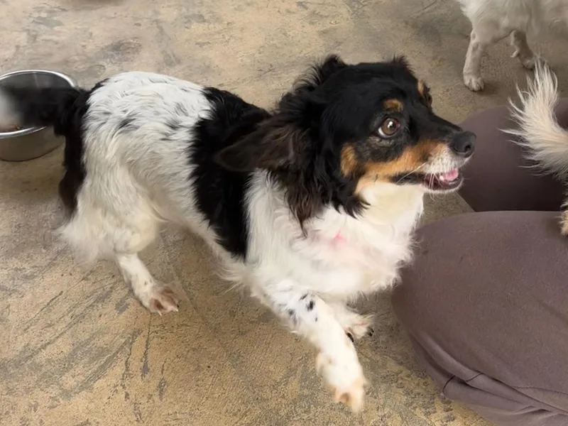 An adult small-sized female Tricolor (Brown, Black, & White) Terrier dog named Rita Mae for adoption in Fresno, CA