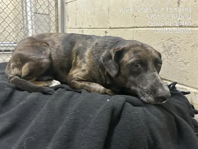 An adult large-sized male Catahoula Leopard Dog dog named Possum for adoption in Ocala, FL