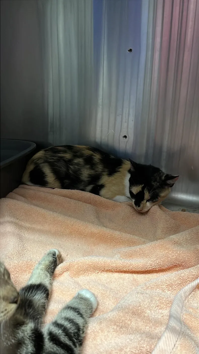 An adult medium-sized female Tortoiseshell Domestic Short Hair cat named Unknown for adoption in Burgaw, NC