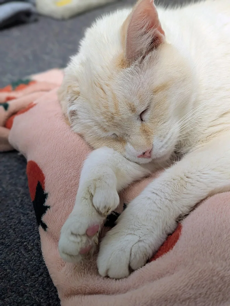 Bernard thumbnail 2