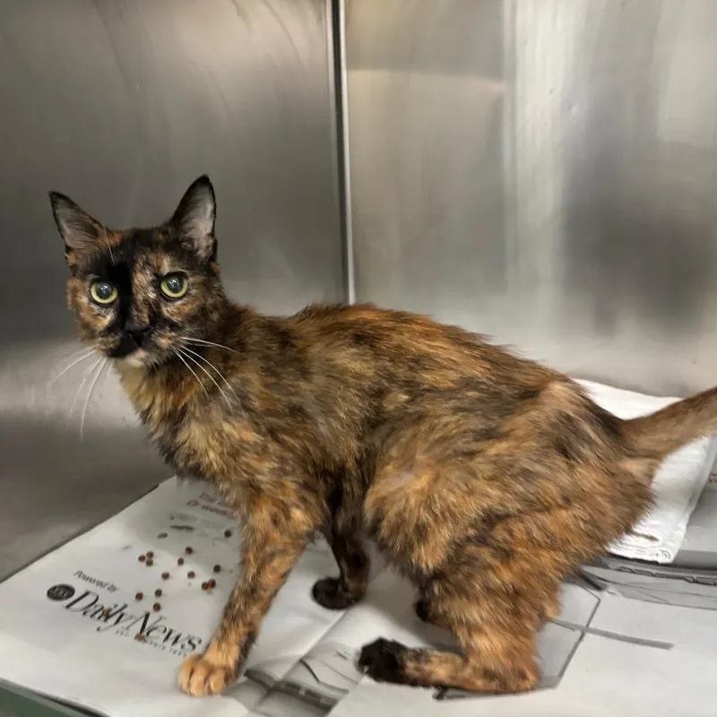 A young medium-sized female Tortoiseshell Domestic Short Hair cat named Kit for adoption in Memphis, TN