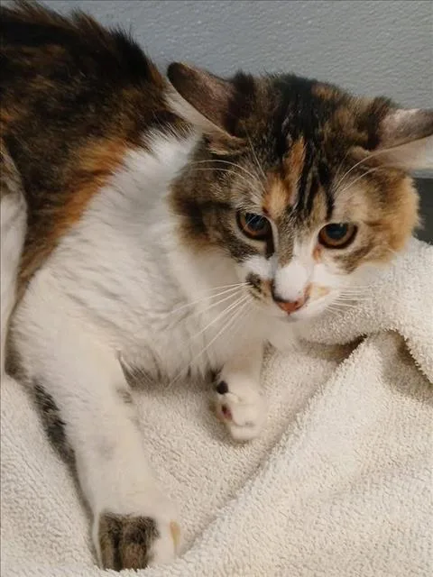 A young large-sized female Domestic Short Hair cat named Dulce for adoption in Los Angeles, CA