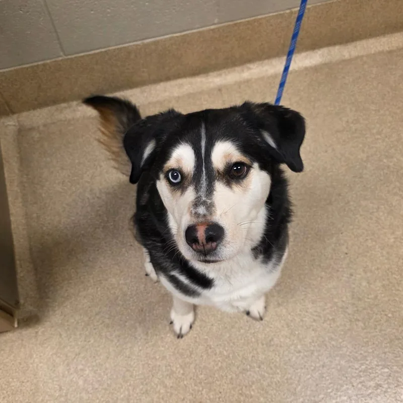An adult medium-sized male Black Siberian Husky dog named Viper for adoption in Bristol, IN