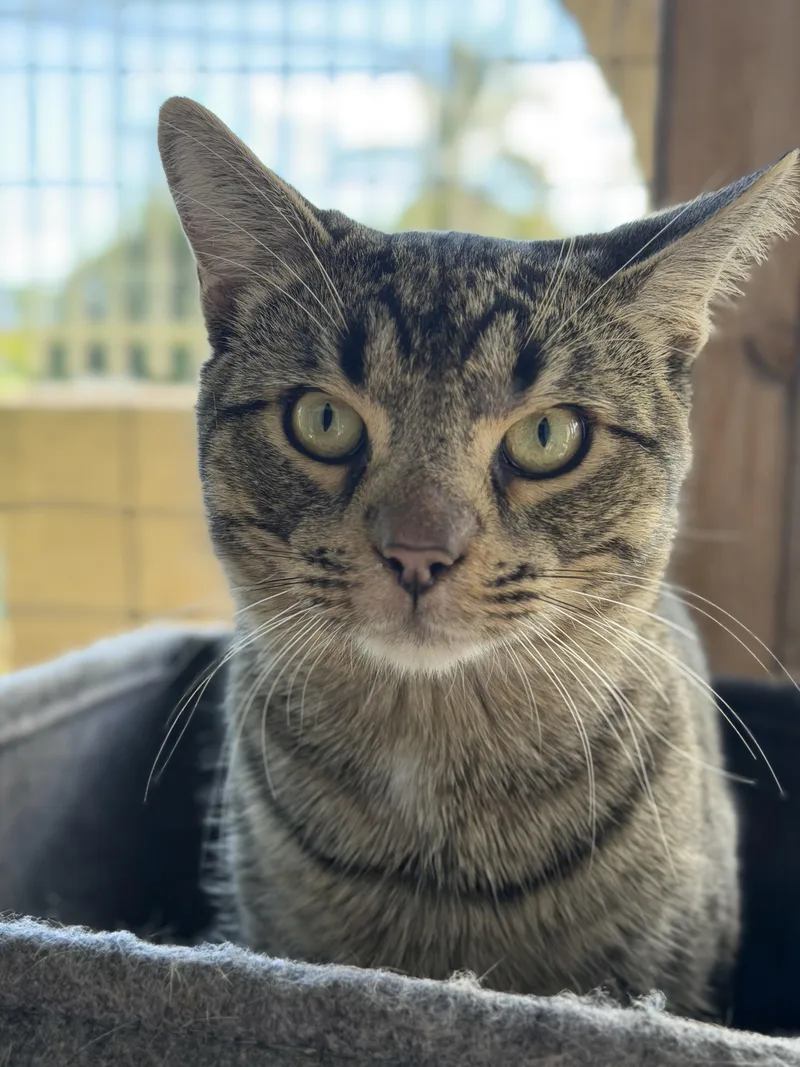 Bad Bunny thumbnail 2