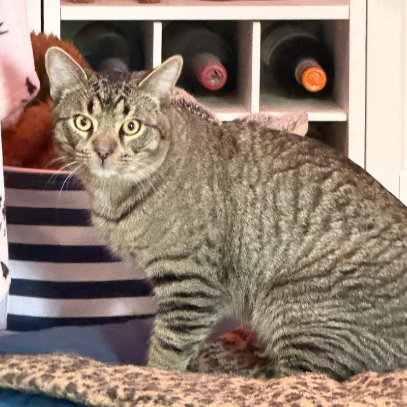 Bad Bunny thumbnail 3