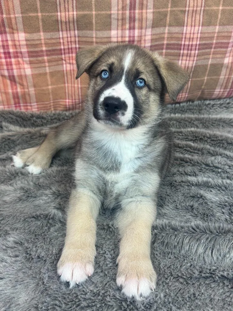 A baby large-sized male Husky dog named Pimenton for adoption in Phoenix, AZ
