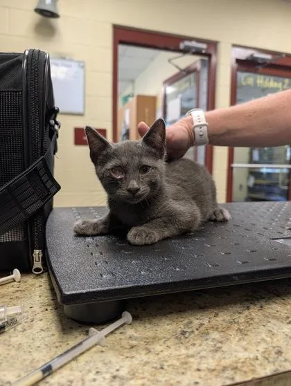 A baby small-sized male Domestic Short Hair cat named Bug for adoption in Independence, MO