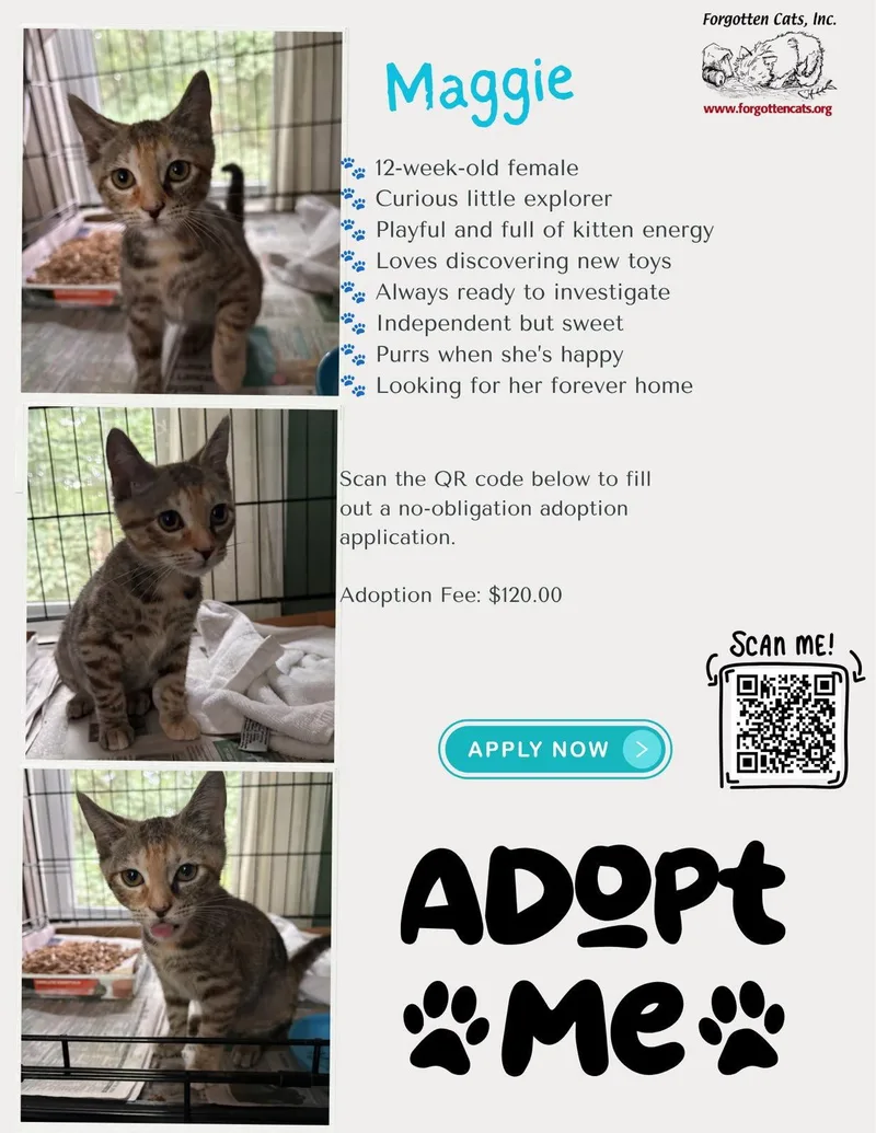 A baby medium-sized female Tabby cat named Maggie for adoption in Greenville, DE