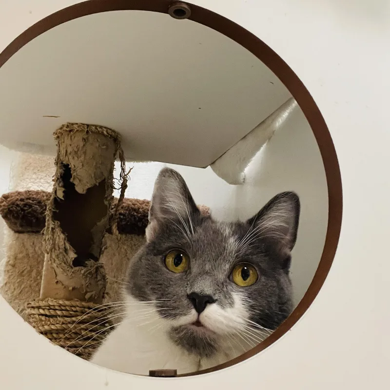 A young medium-sized female Gray & White Domestic Short Hair cat named Dumpling & Wonton for adoption in Cincinnati, OH