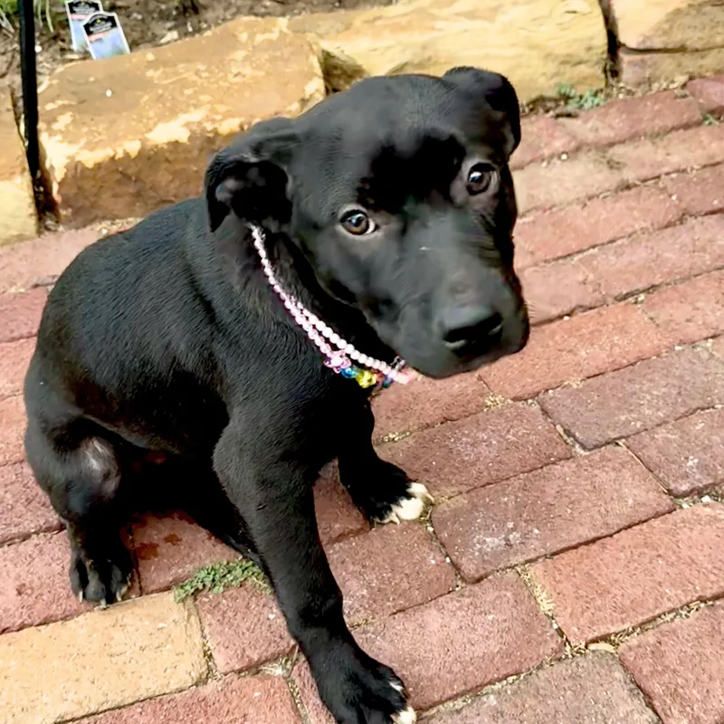 A baby medium-sized female Black Labrador Retriever dog named Olive for adoption in Chatham, NJ
