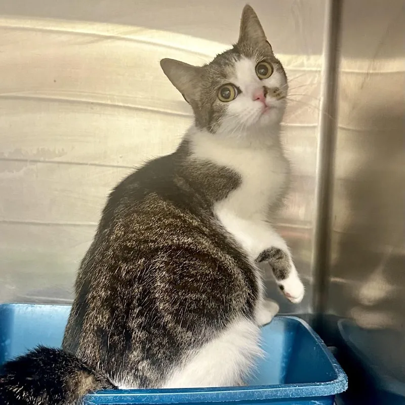 An adult medium-sized female Gray / Blue / Silver Domestic Short Hair cat named Tabitha for adoption in Warrensburg, MO