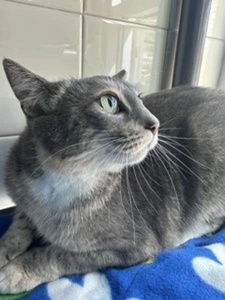An adult medium-sized female Domestic Short Hair cat named Blush for adoption in Healdsburg, CA