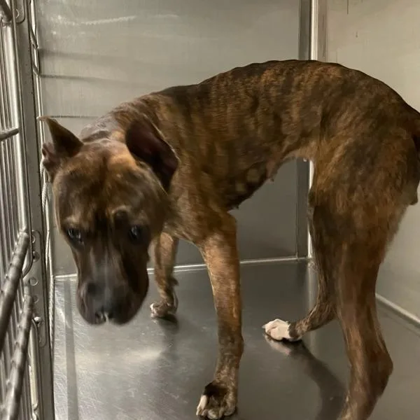 An adult medium-sized female Terrier dog named Greta for adoption in Des Moines, IA