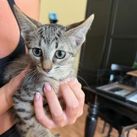 A baby small-sized male Gray / Blue / Silver Domestic Short Hair cat named Pascal for adoption in Houston, TX