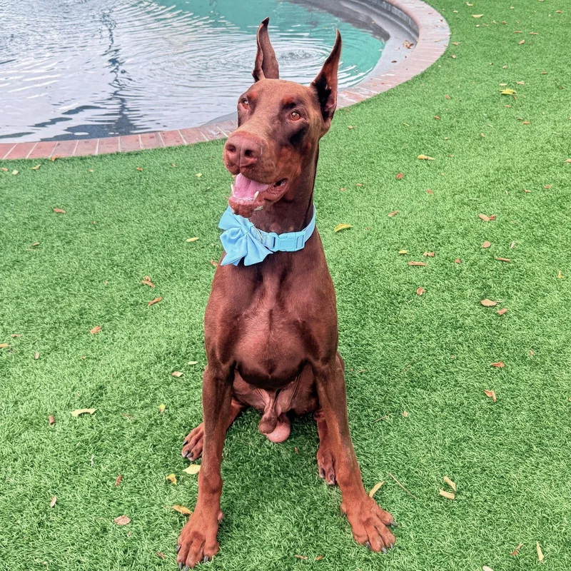 A young medium-sized male Doberman Pinscher dog named Asher for adoption in Oakland Park, FL