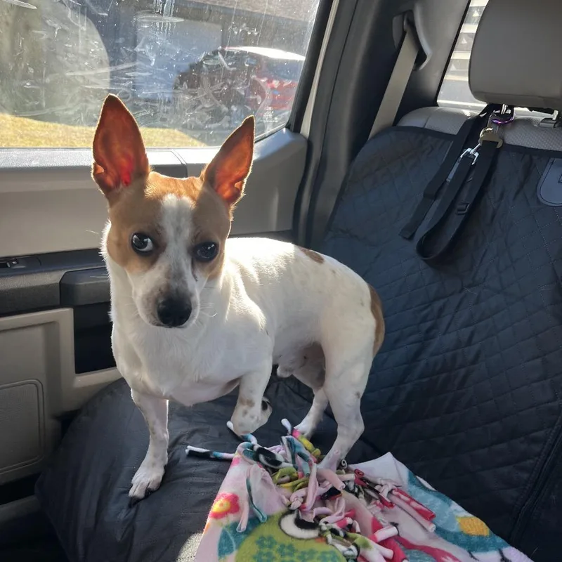 An adult small-sized male White / Cream Jack Russell Terrier dog named JackJack for adoption in Lake Jackson, TX