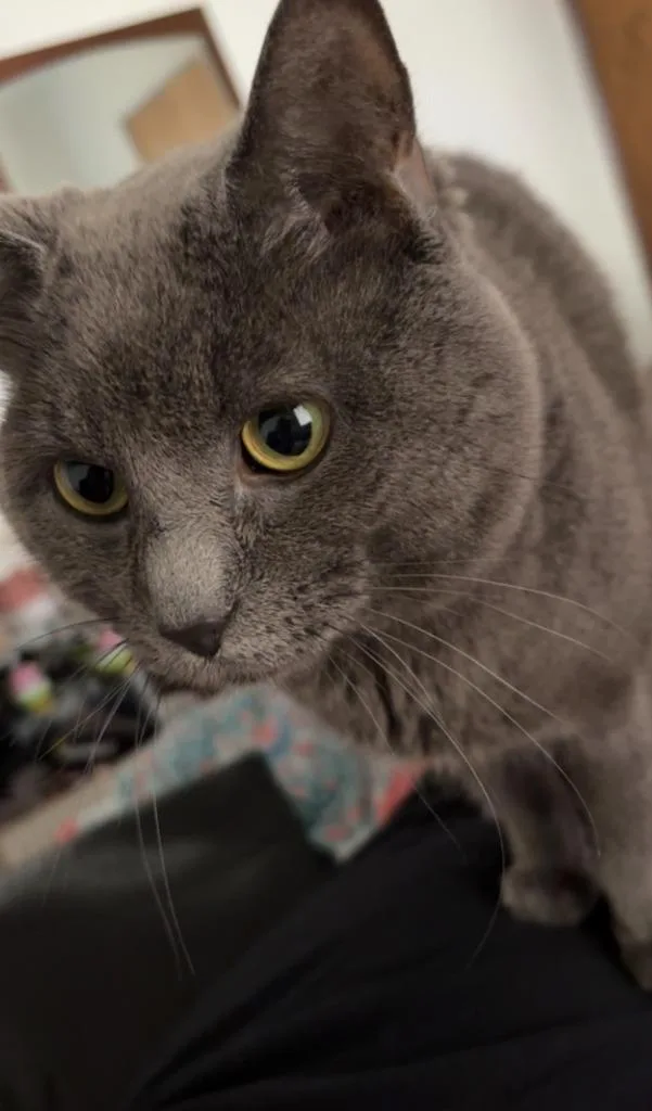 An adult large-sized male Domestic Short Hair cat named Grey for adoption in Rockford, IL