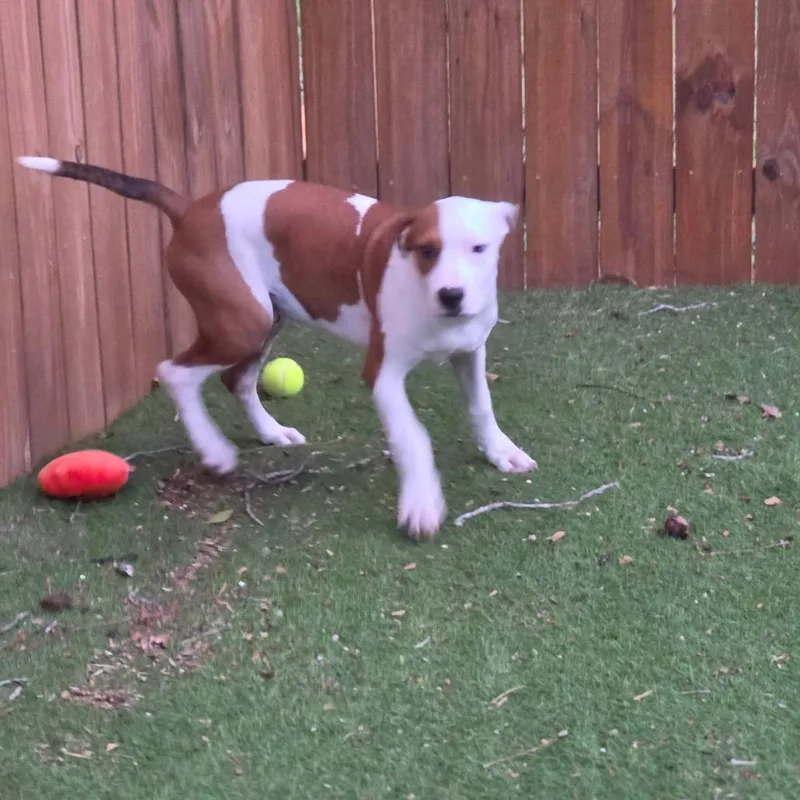A baby medium-sized male White / Cream Pit Bull Terrier dog named Trooper FJ for adoption in Austin, TX