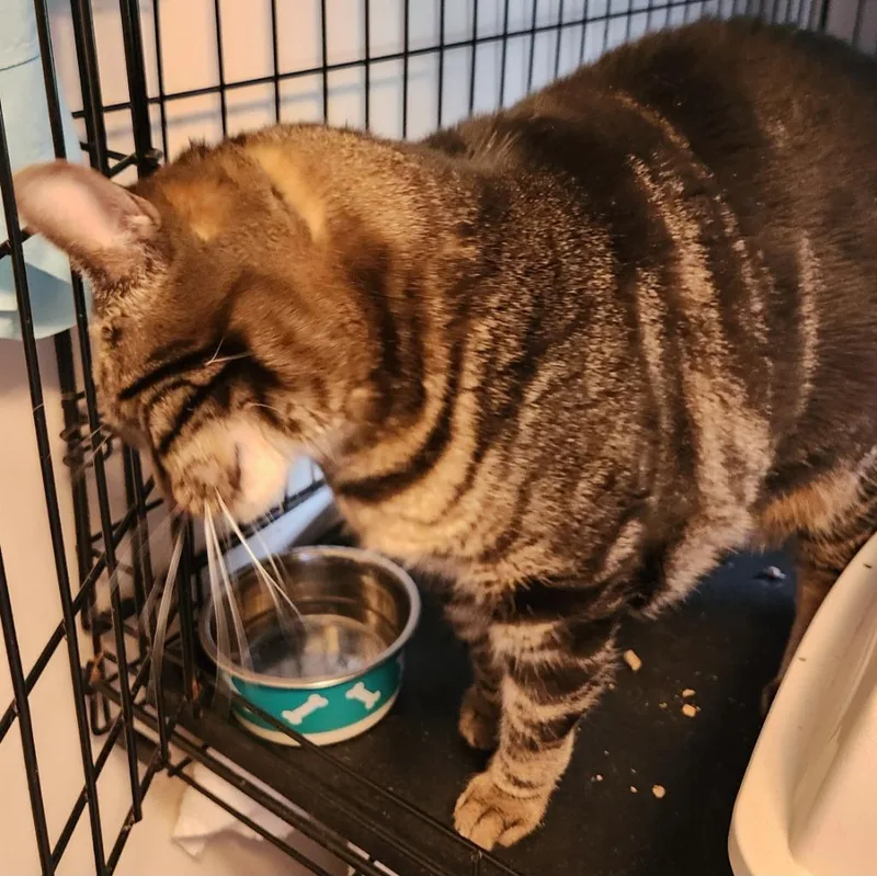 An adult large-sized female Domestic Short Hair cat named Tabitha for adoption in Brainardsville, NY