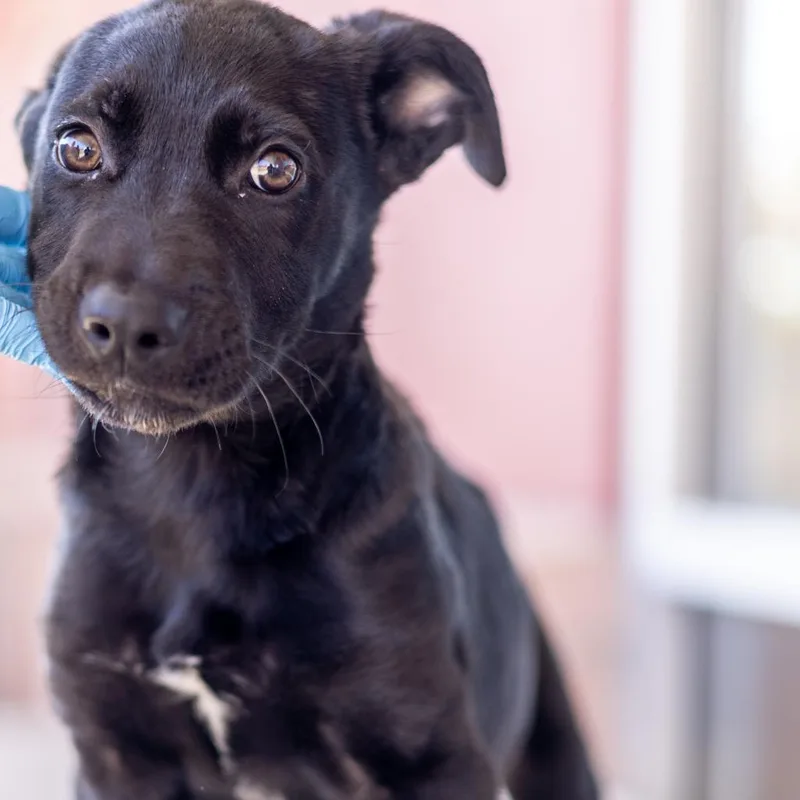 An adult medium-sized male Black Shepherd dog named Pennywise for adoption in San Antonio, TX