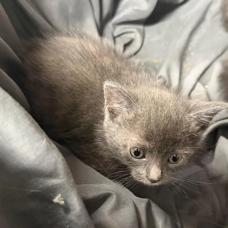 A baby small-sized male Gray / Blue / Silver Domestic Short Hair cat named Krusty for adoption in League City, TX