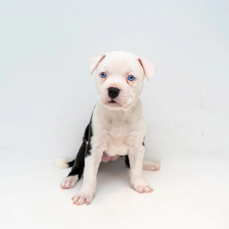 A baby small-sized female White / Cream Retriever dog named Debbie for adoption in New York, NY