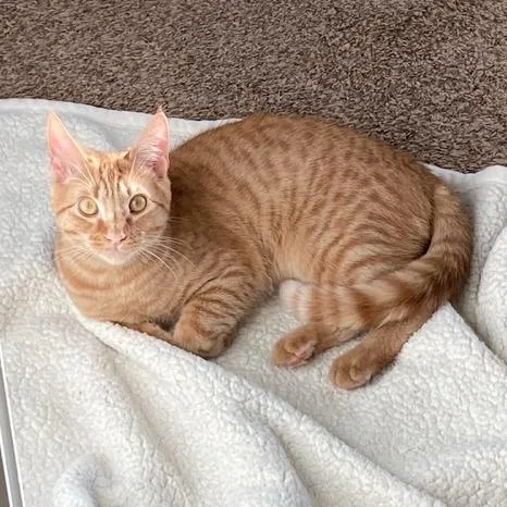 A young medium-sized male Orange / Red Domestic Short Hair cat named Alfy for adoption in Pullman, WA
