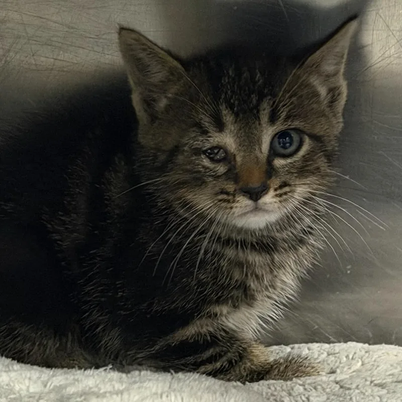 A baby small-sized male Brown / Chocolate Domestic Short Hair cat named Tatsoi for adoption in Marion, VA