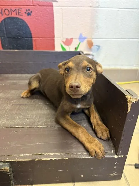 A baby small-sized male German Shepherd Dog dog named Crab for adoption in Castaic, CA