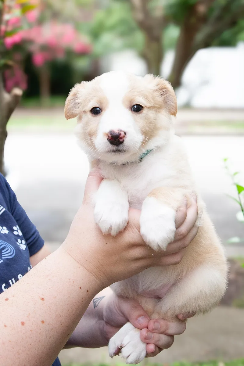 A young medium-sized female White / Cream Aussiedoodle dog named Junebug for adoption in Franklin, TN