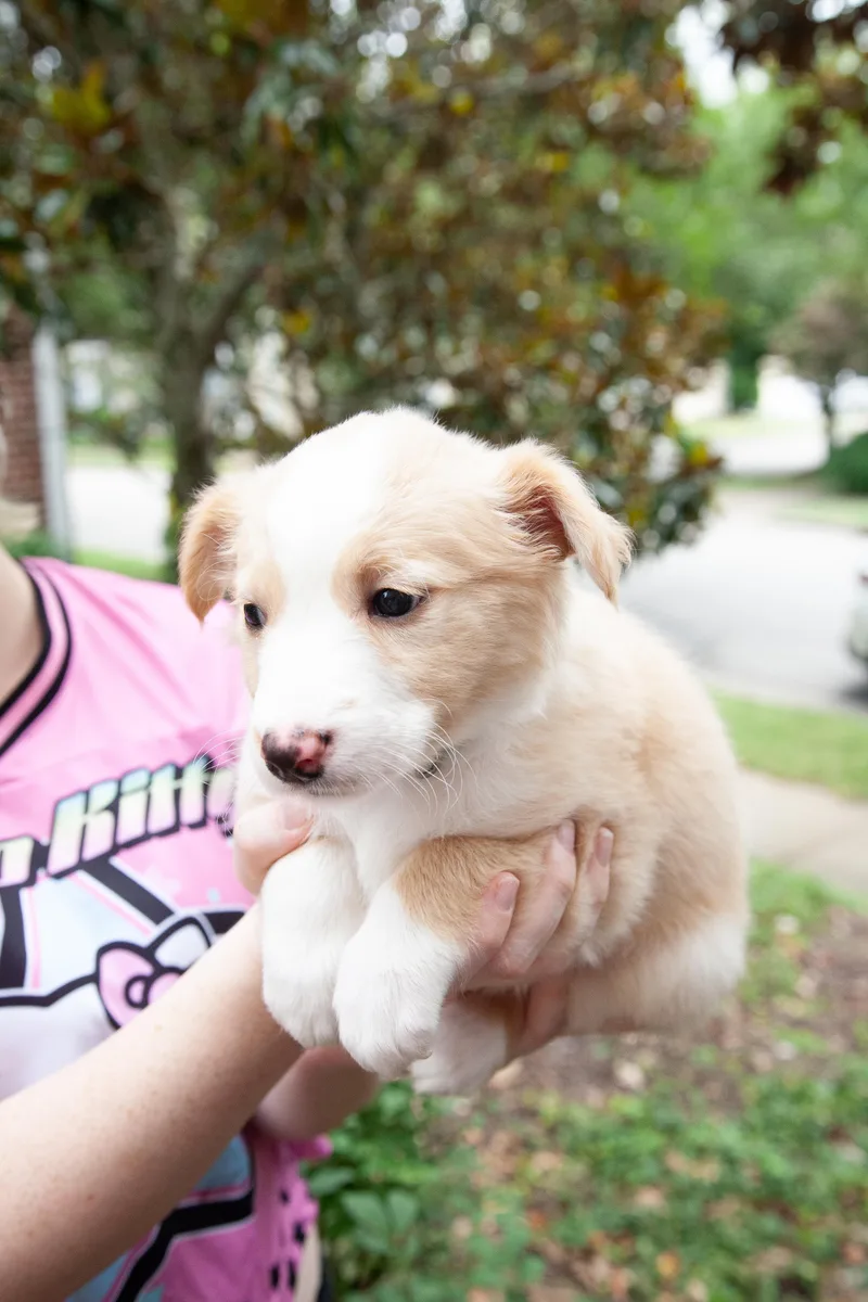 Junebug thumbnail 2