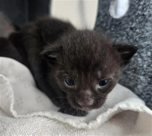 A baby medium-sized female Domestic Short Hair cat named Valentina for adoption in Dallas, TX