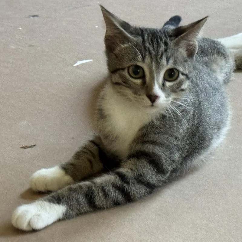 A baby small-sized male Brown / Chocolate Domestic Short Hair cat named The Whiz for adoption in St. Paul, MN