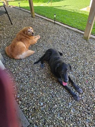 A senior large-sized female Golden Retriever dog named Sunshine and Buckeye for adoption in Cleveland, OH