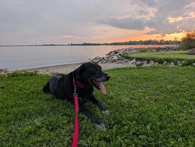Sunshine and Buckeye thumbnail 3