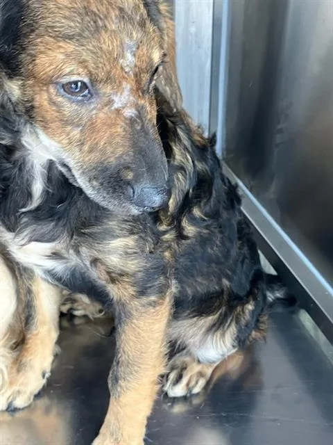 A baby small-sized male Mixed Breed dog named Giant for adoption in Dallas, TX