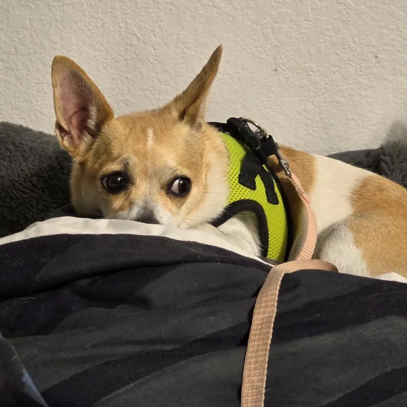 Waggin D thumbnail 2