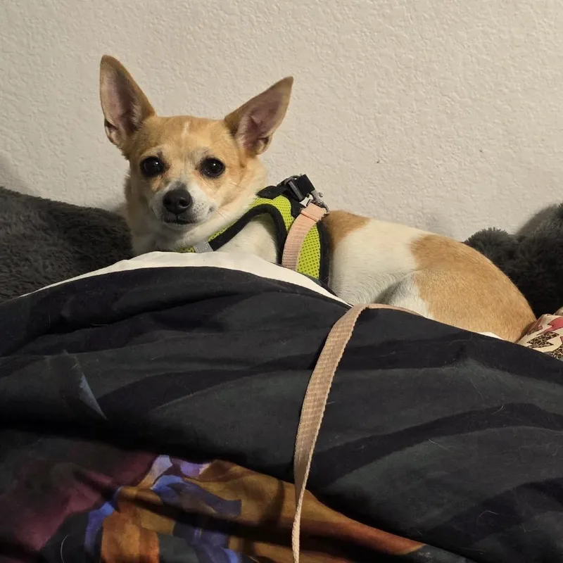 Waggin D thumbnail 3