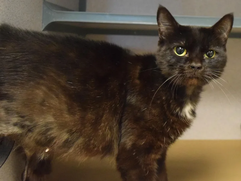 An adult medium-sized female Black Domestic Short Hair cat named 22511 for adoption in Broken Arrow, OK